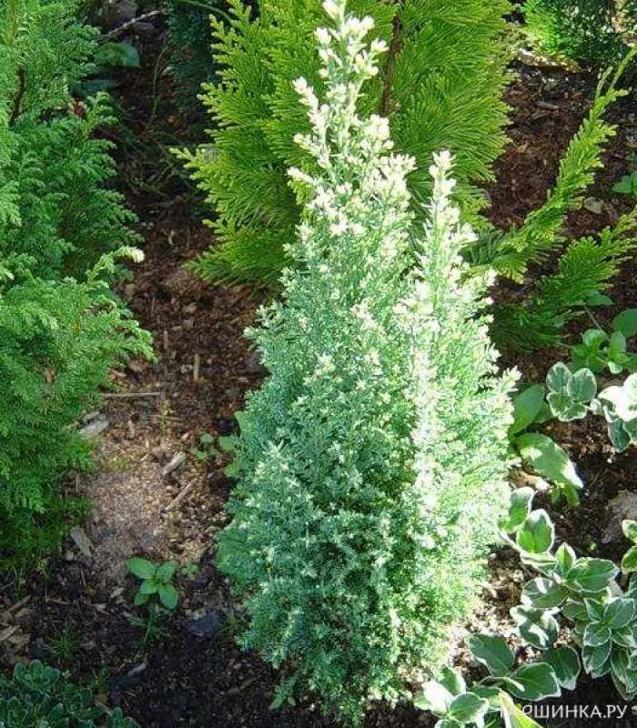 Кипарисовик Лавсона Сноу Вайт