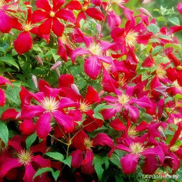 Клематис Мадам Джулия Корревон крупноцветковый (3)