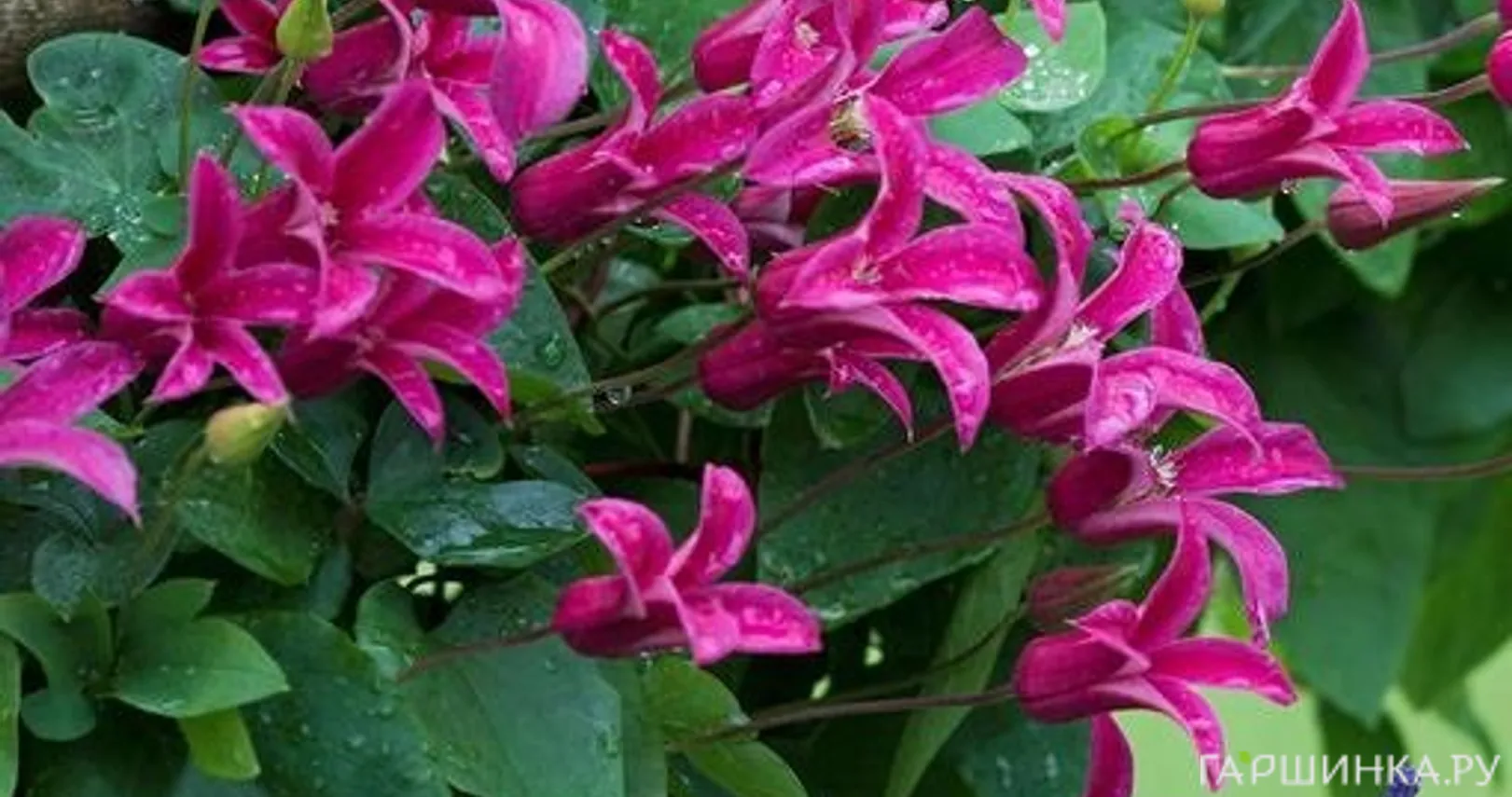 Клематис Принцесса Диана (3)