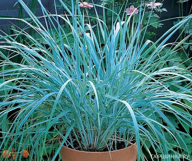 Колосняк (Элимус) песчаный