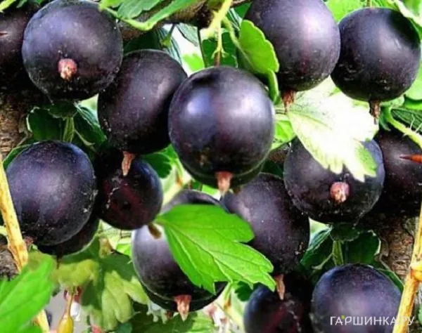 Крыжовник Командор черноплодный бесшипный
