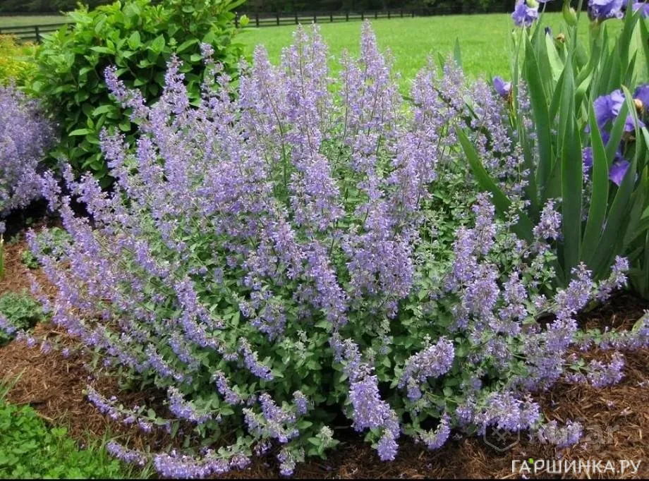 Котовник Парсиан Блю