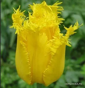 Тюльпан Криспи Мэри бахромчатый 5шт.