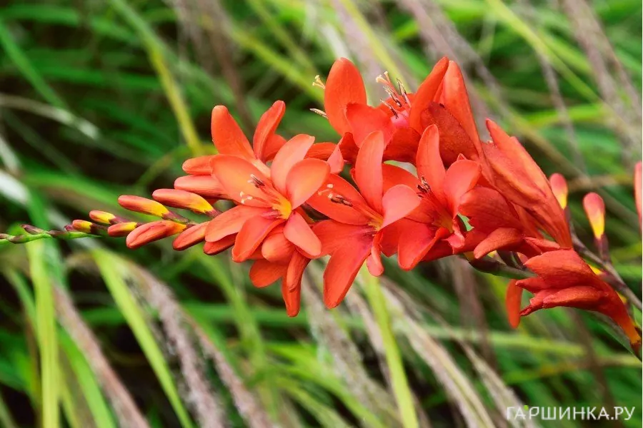 Крокосмия (монтбреция) Кармин Бриллиант