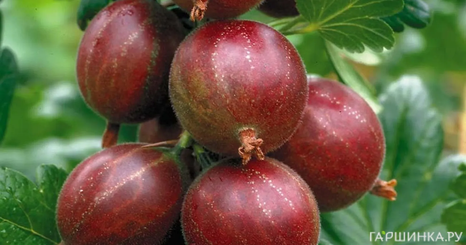 Крыжовник Финский красный