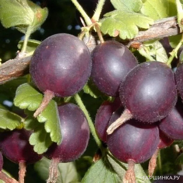 Крыжовник Арлекин слабошипованный