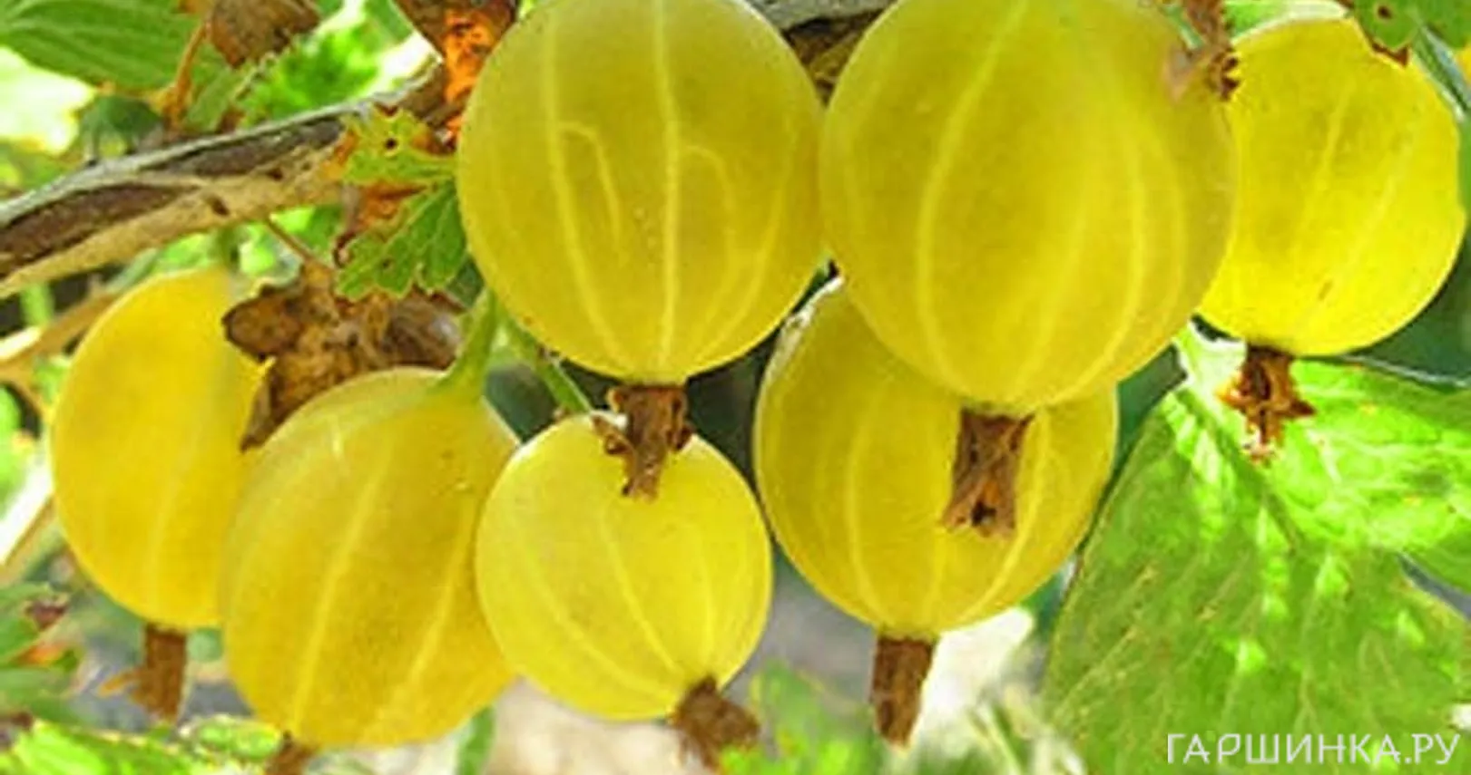 Крыжовник Яровой слабошипованный желтый