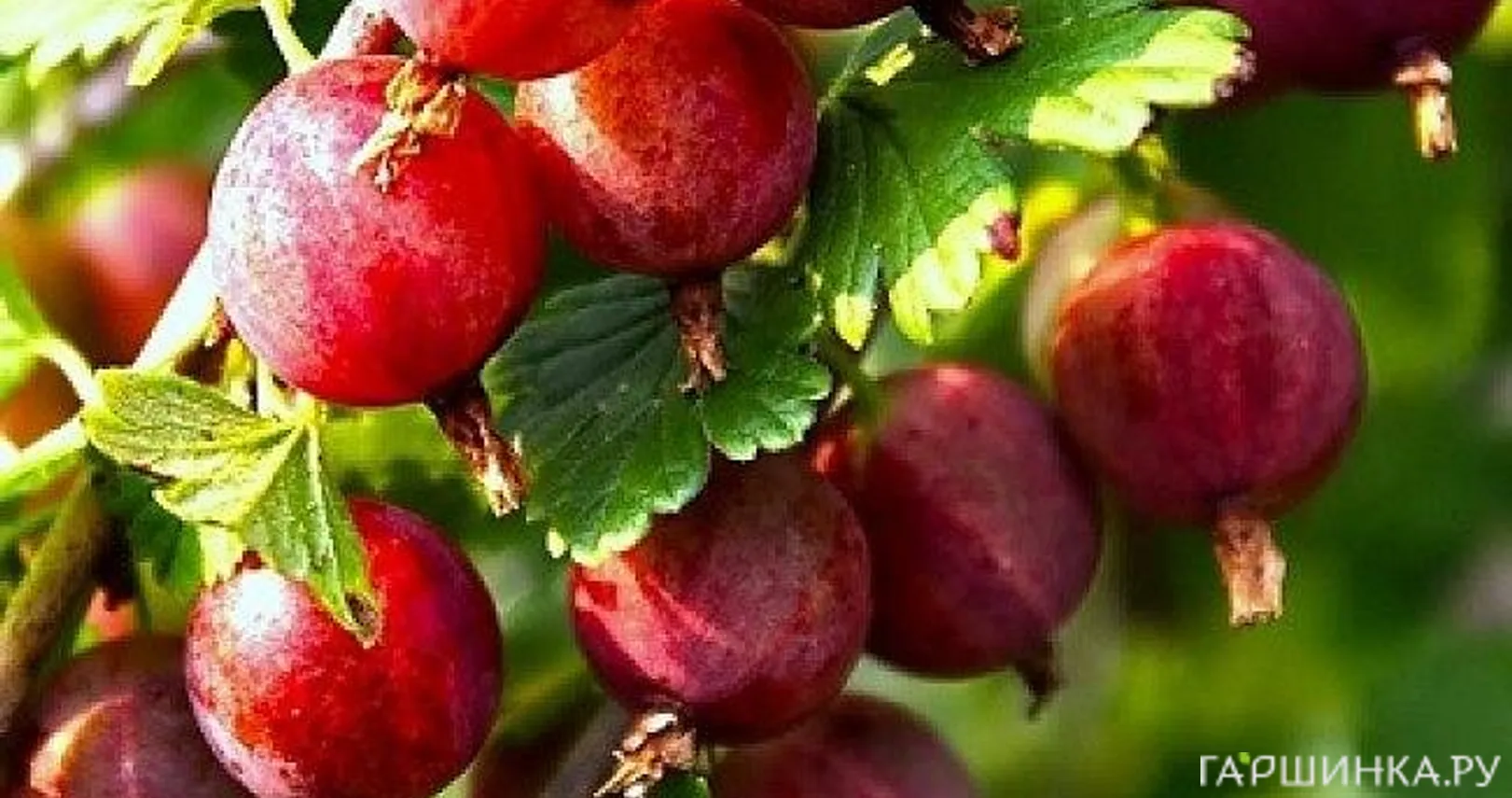 Крыжовник Балет