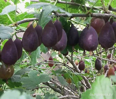 Крыжовник Грушенька