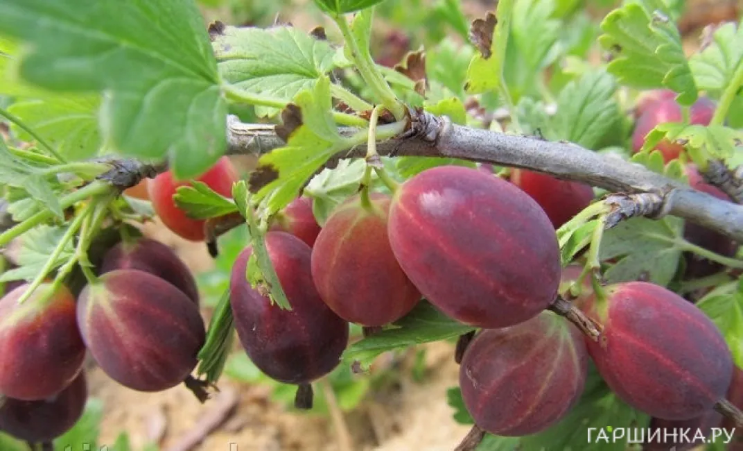 Крыжовник Консул слабошипованный