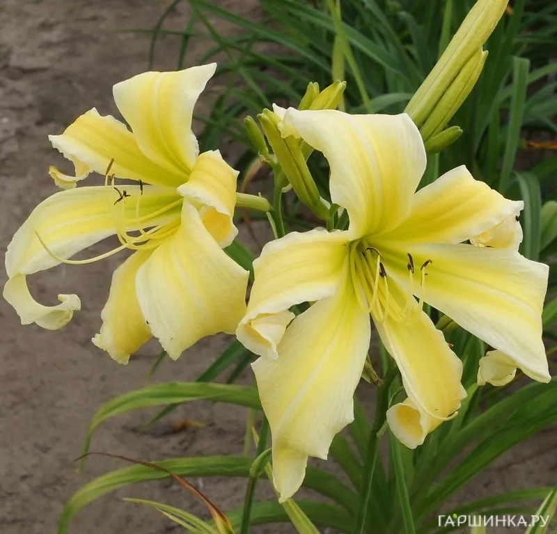 Лилейник Хэвенли Флайт оф Эйнджелс