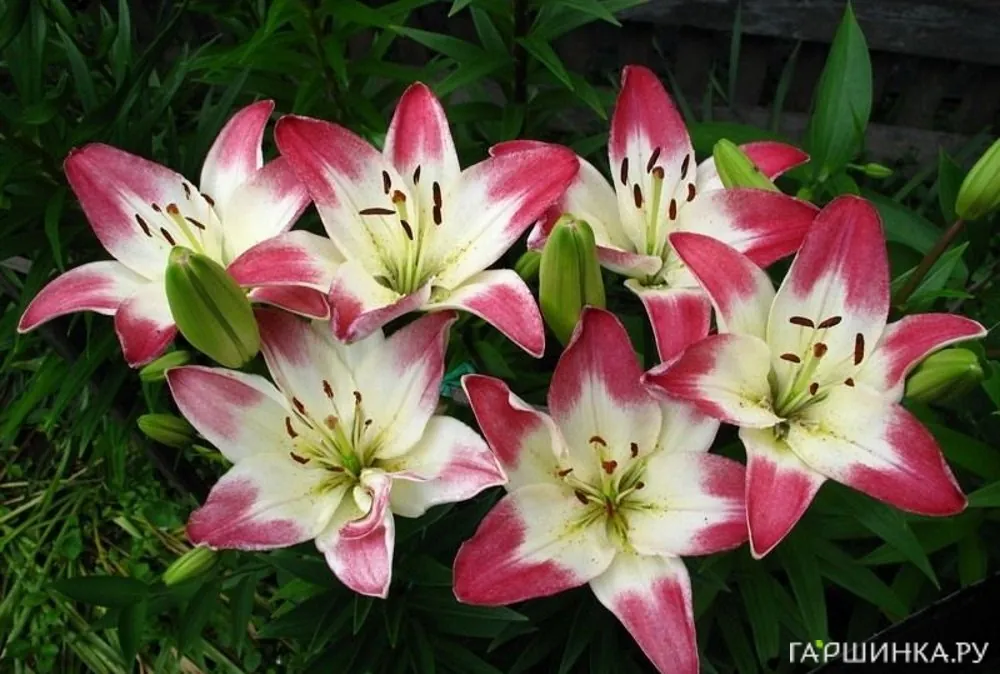 Лилия Лоллипоп азиатская/2шт