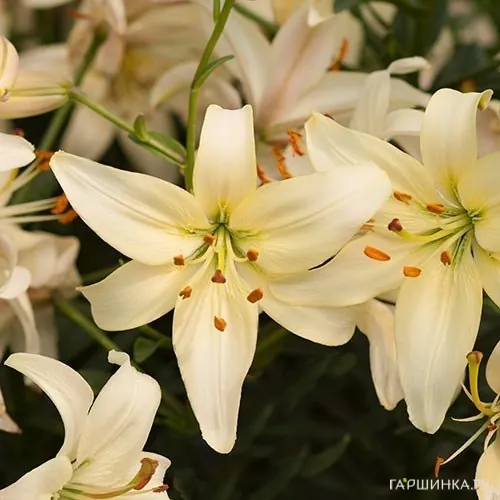 Лилия Перл Франсес