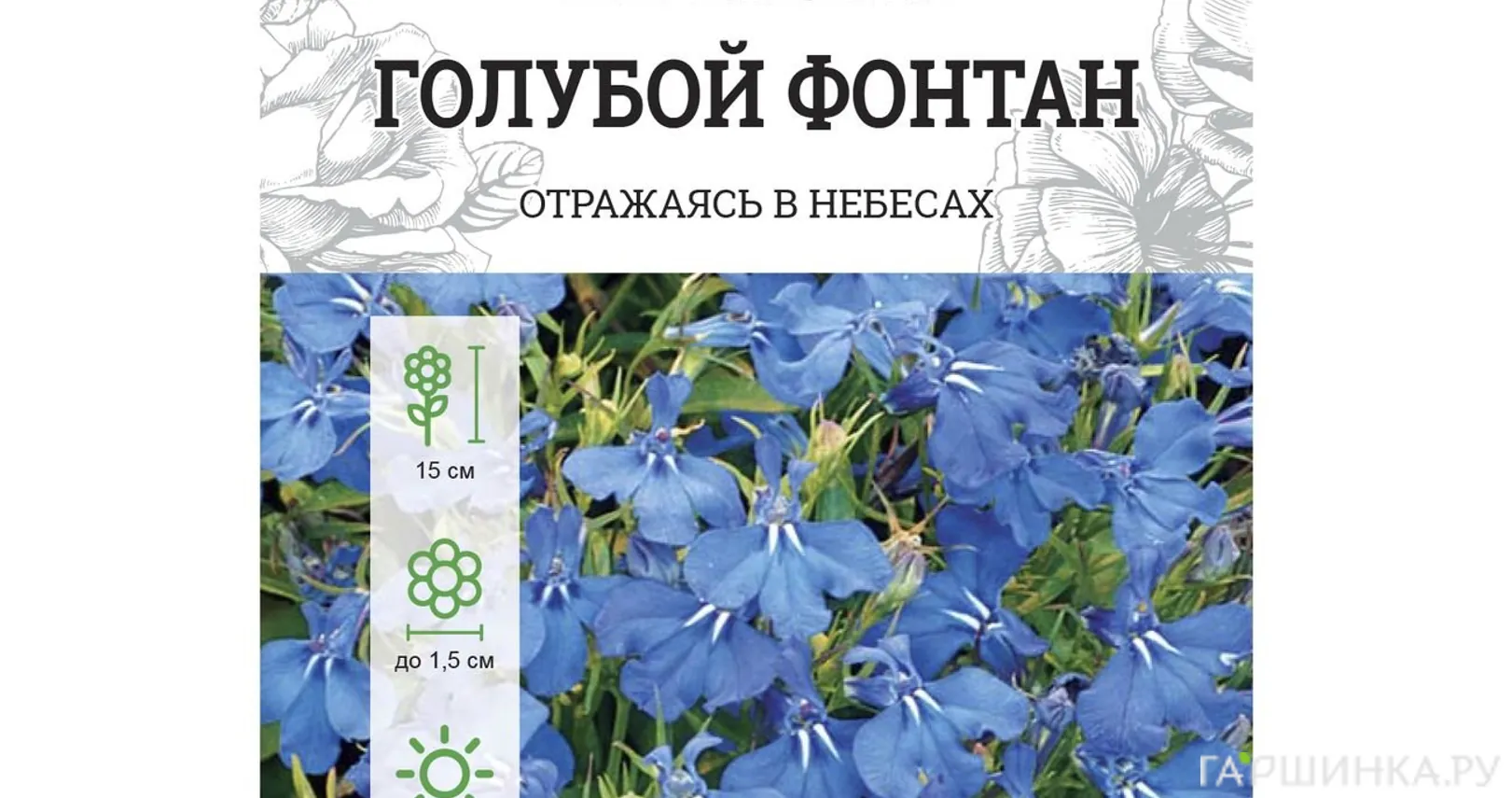 Лобелия Голубой фонтан