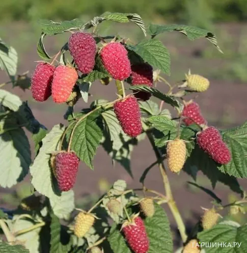 Малина Похвалинка (поздняя) от автора сорта