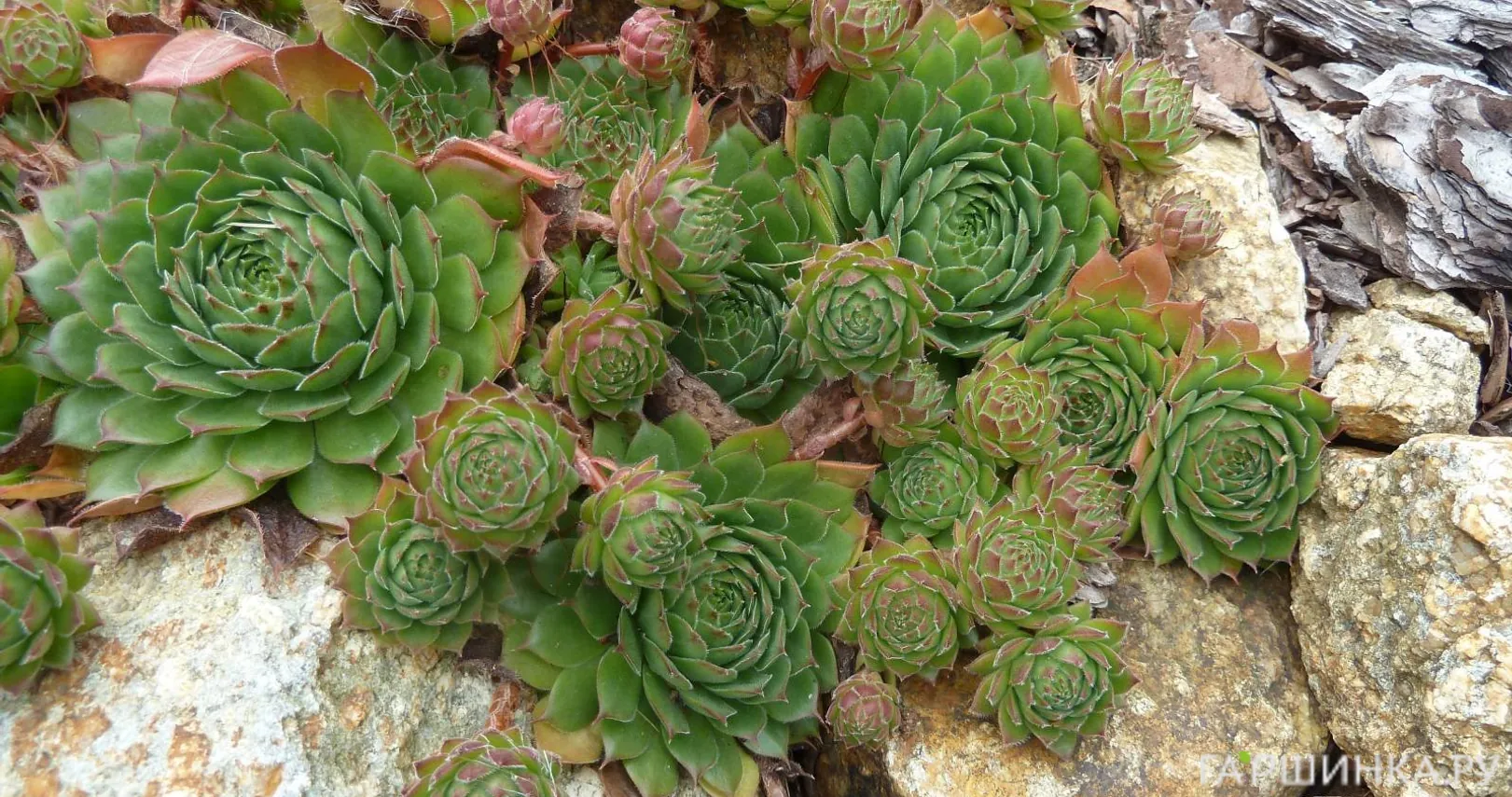 Молодило кровельное