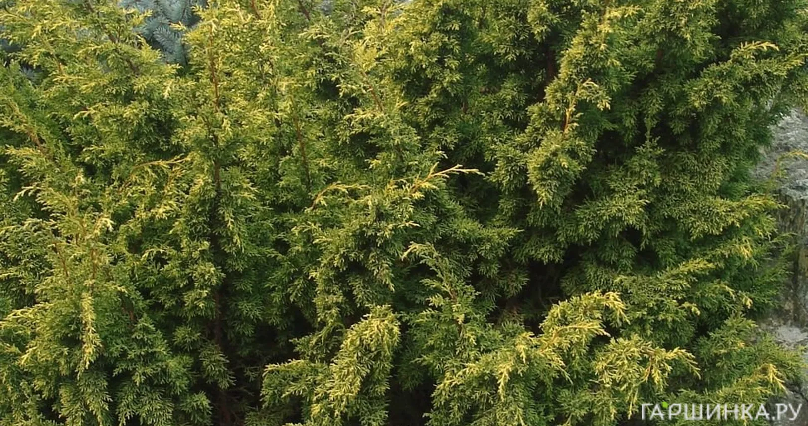 Можжевельник китайский Ауреа