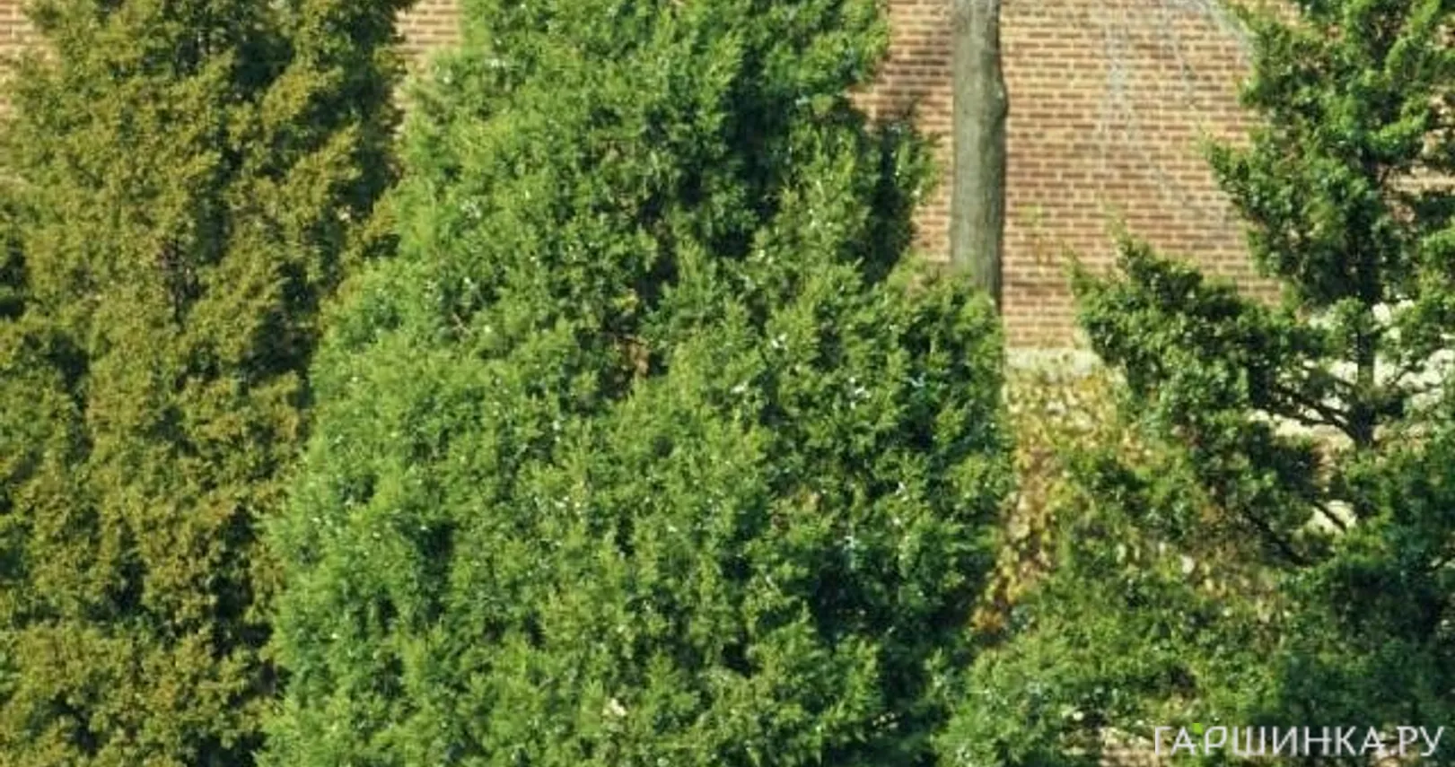 Можжевельник китайский Кетелери