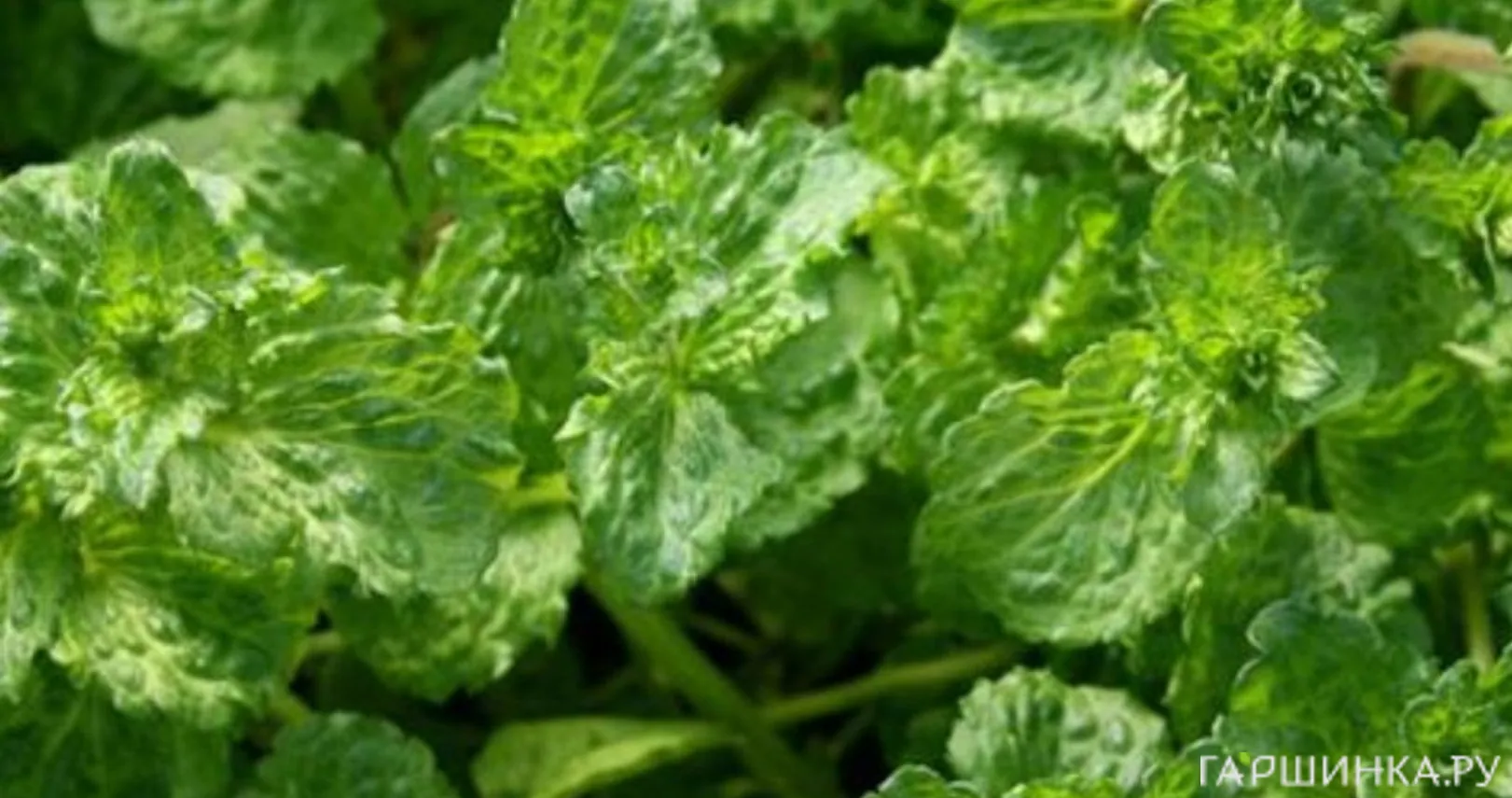 Мята Криспа