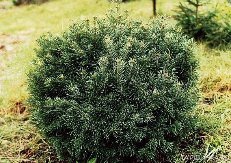 Пихта субальпийская Грин Глобе