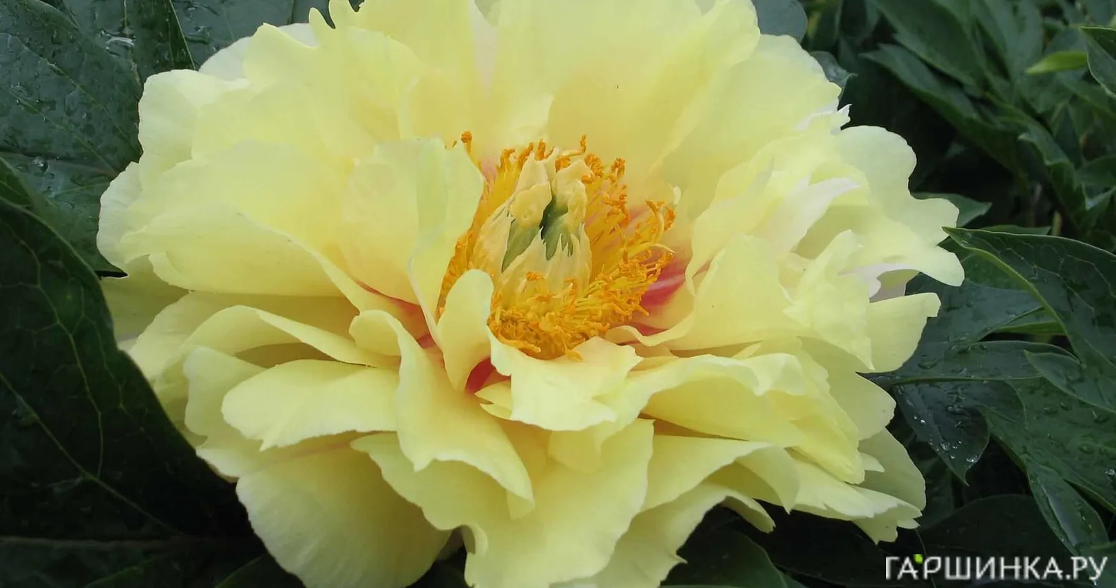 Пион Прейри Чарм (ИТО)