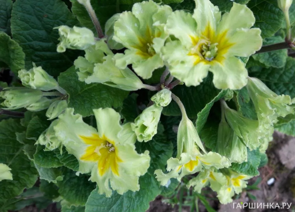 Примула Франческа