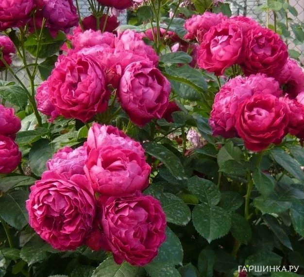 Роза Роял Бол чайно-гибридная Imperial Rose