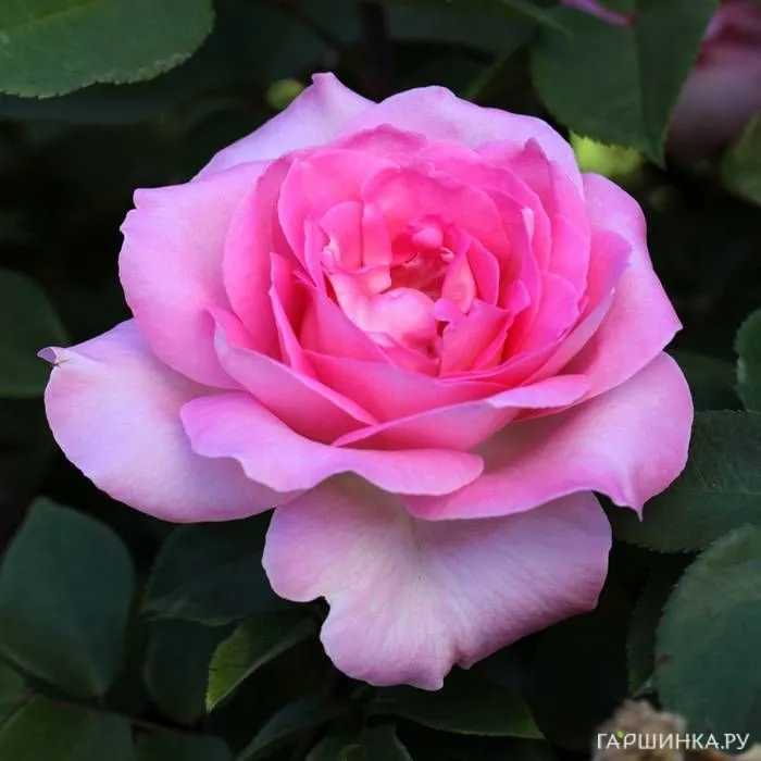 Роза Беверли чайно-гибридная, Топалович (лиц)