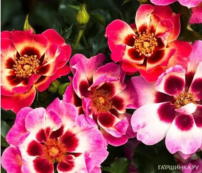 Роза Блашин Бэбилон Айз, Интерплант (лиц)