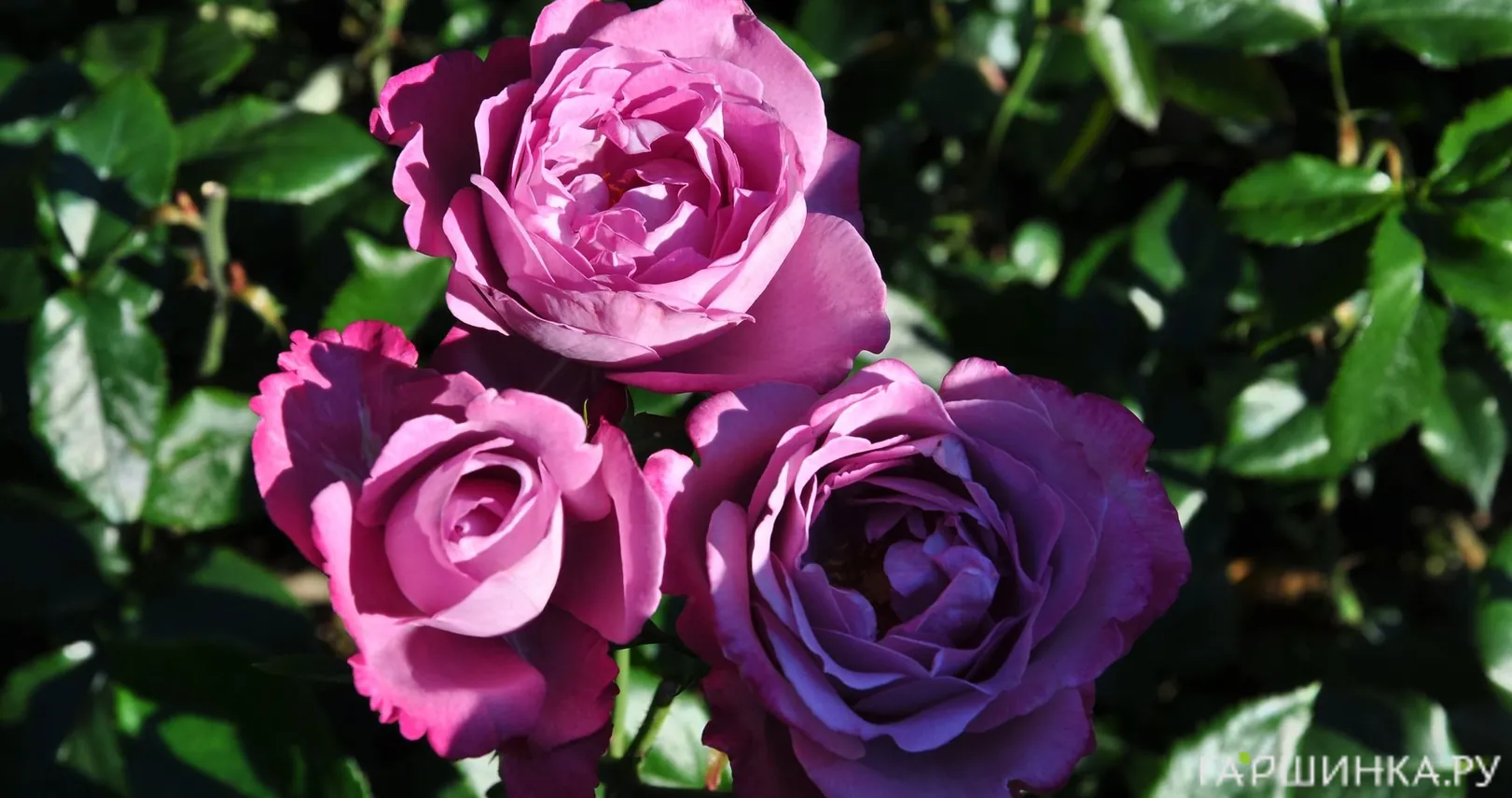 Роза Блю Ривер, Кордес (лиц)