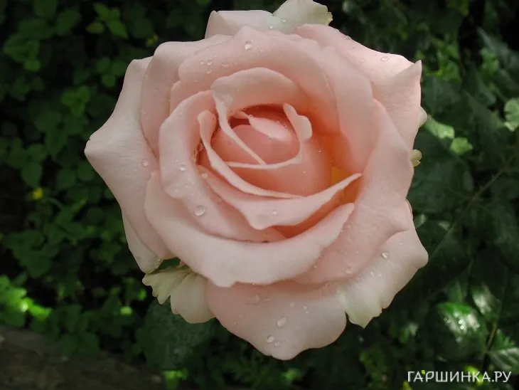 Роза Дезире чайно-гибридная, Imperial Rose