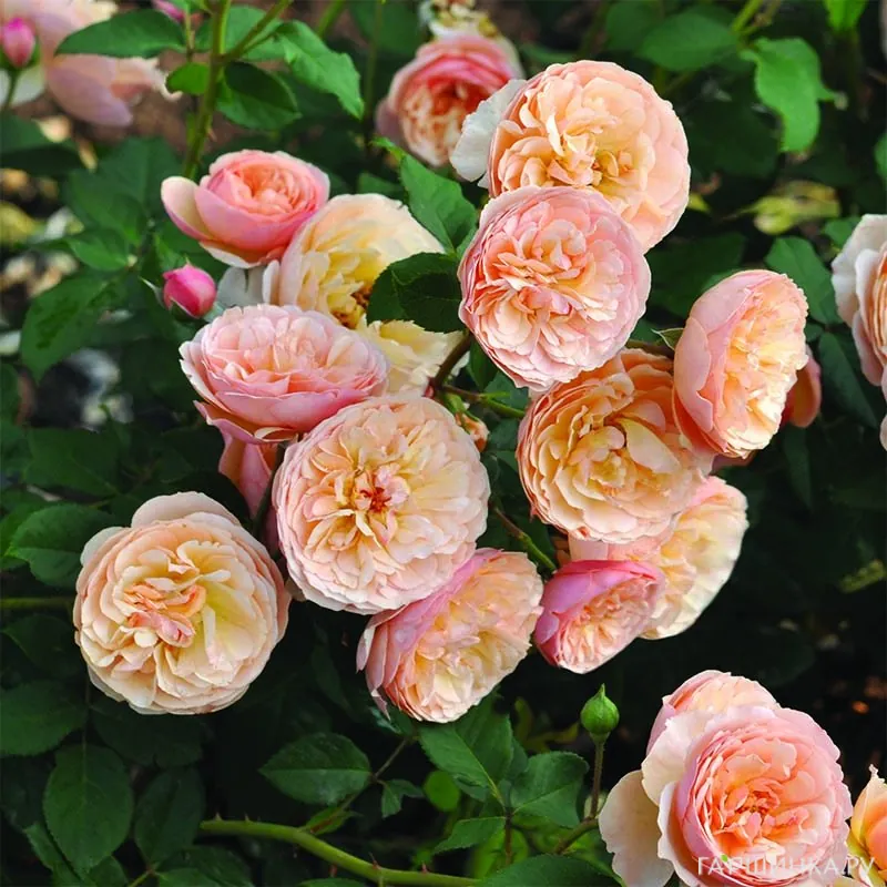 Роза Эвелин Уайлд, Фено Гено (лиц)