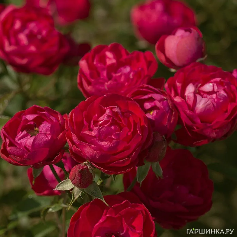 Роза Морсдаг, Харкнесс (лиц)