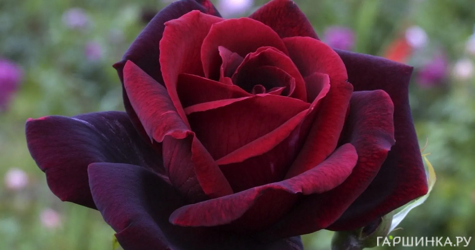 Роза Папа Мейян, Мейян (лиц)