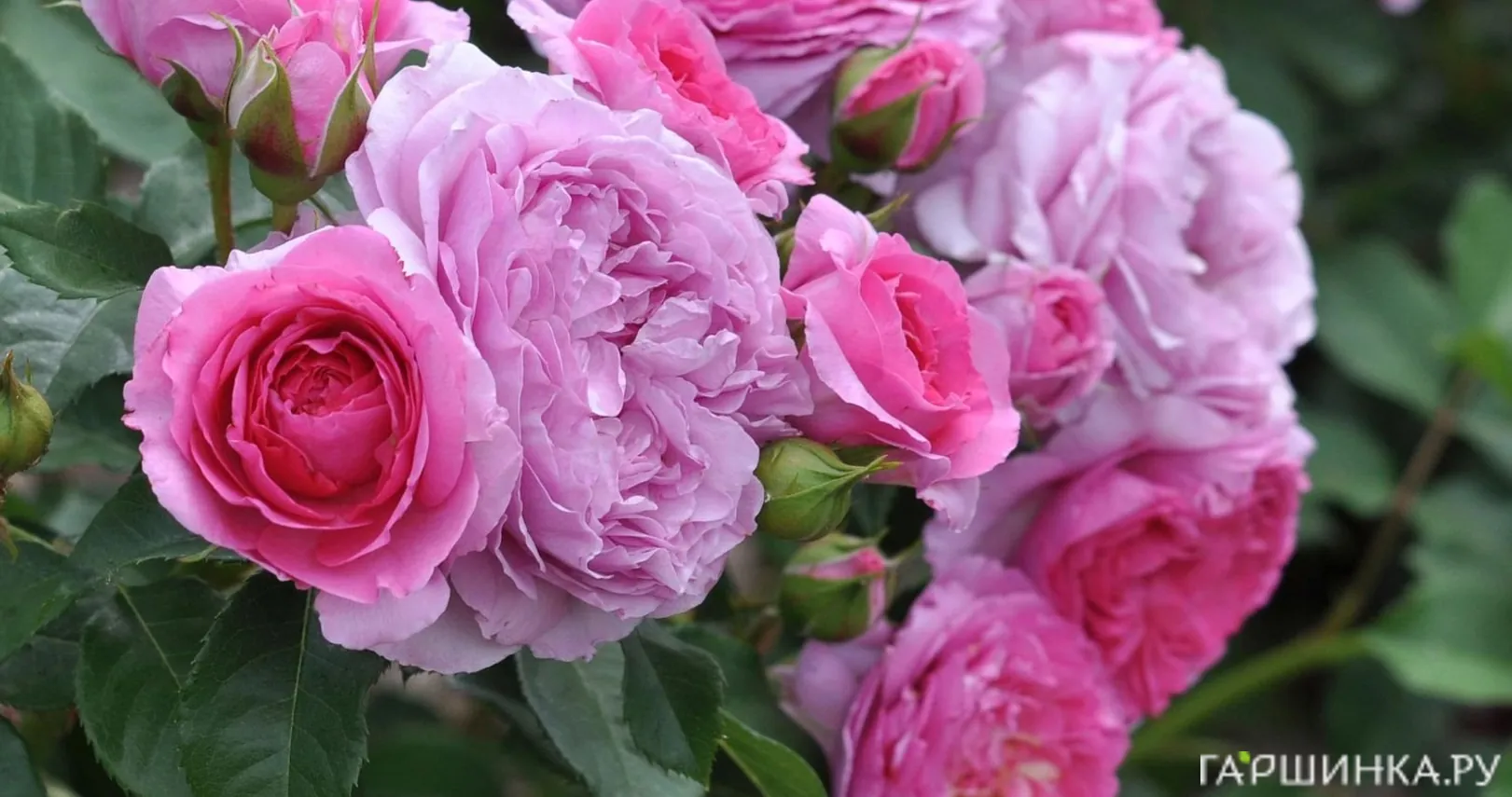 Роза Рене ван Ведберг, Фено Гено (лиц)