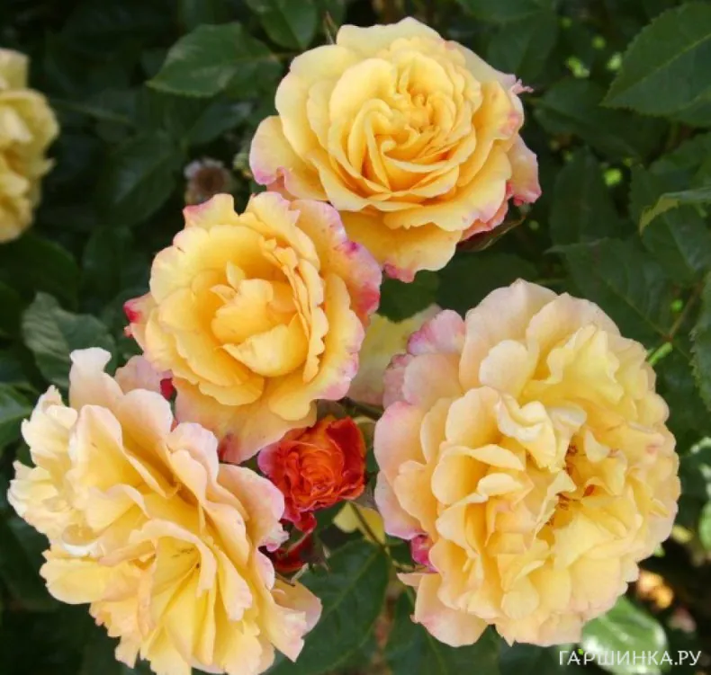 Роза Ругельда парковая, Кордес (лиц)