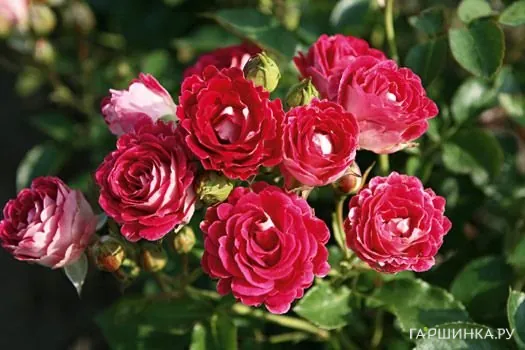 Роза Шоне Кобленцерин, Топалович (лиц)