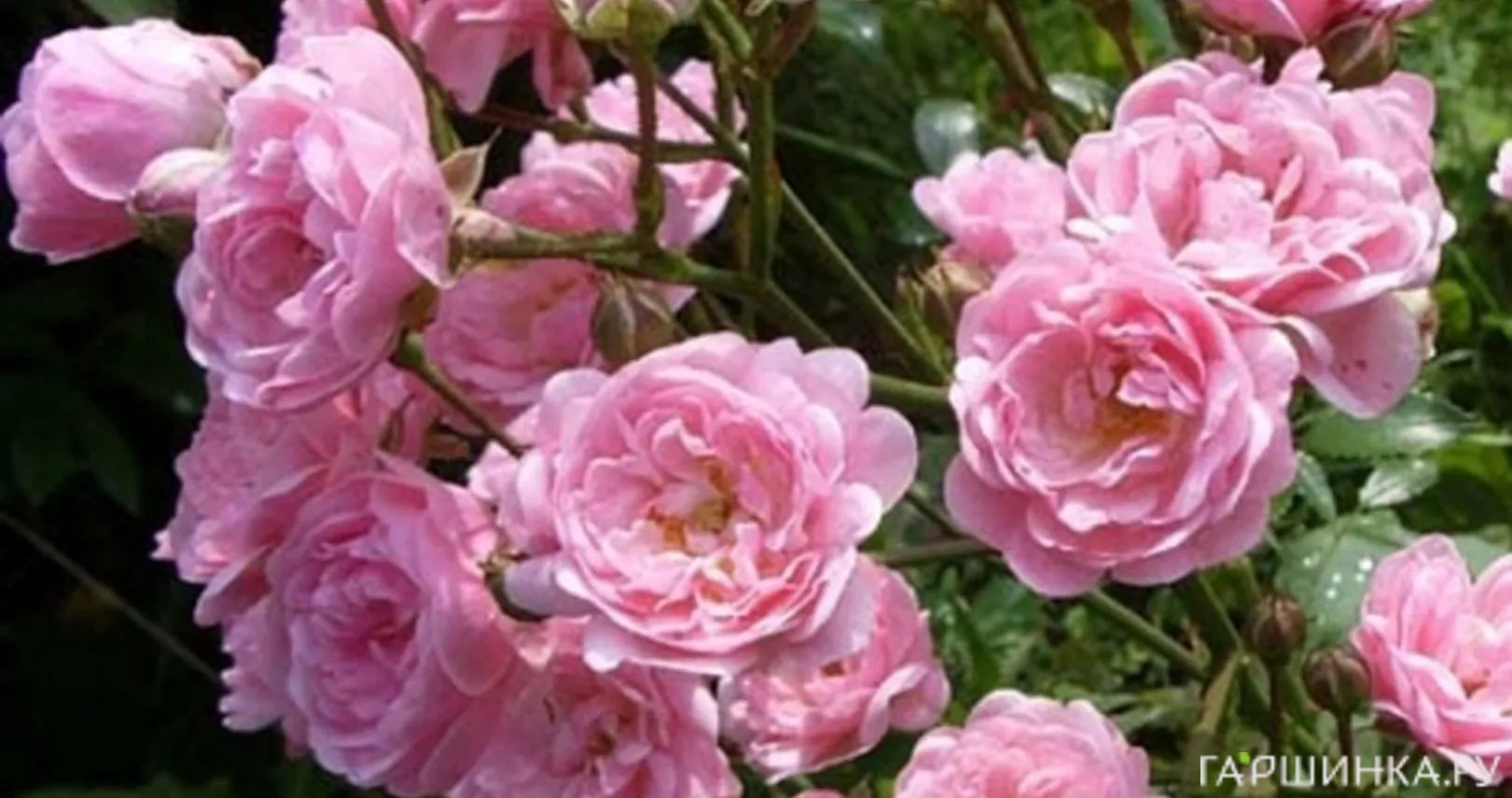 Роза Фейри почвопокровная, Imperial Rose