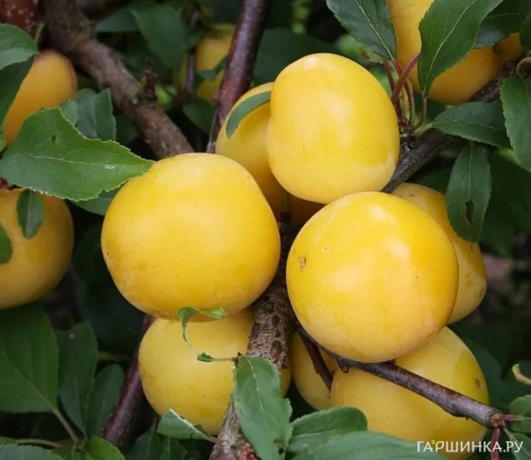 Слива Яичная Желтая