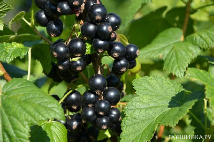 Смородина Плотнокистная черная