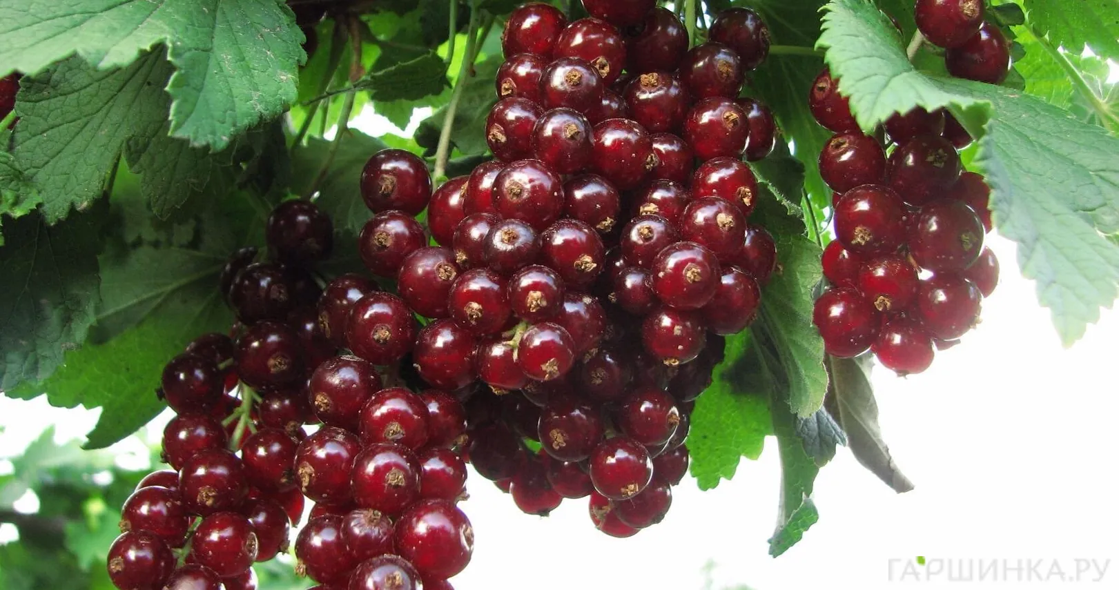Смородина Виксне красная