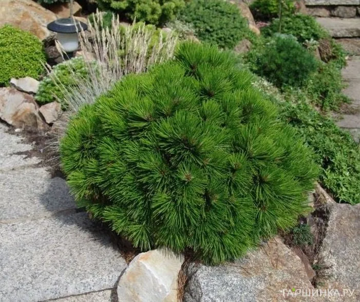 Сосна белокорая Шмидта