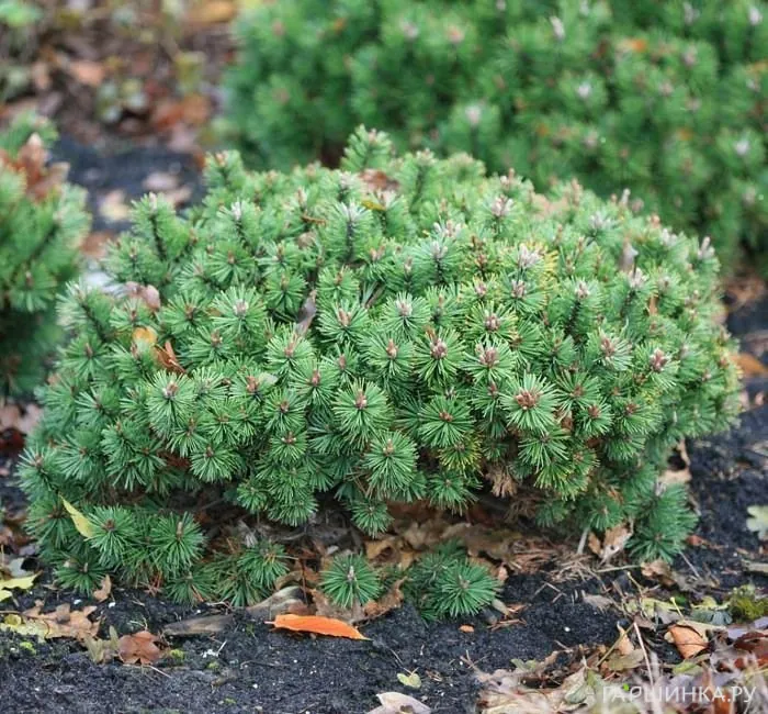 Сосна горная Хампи