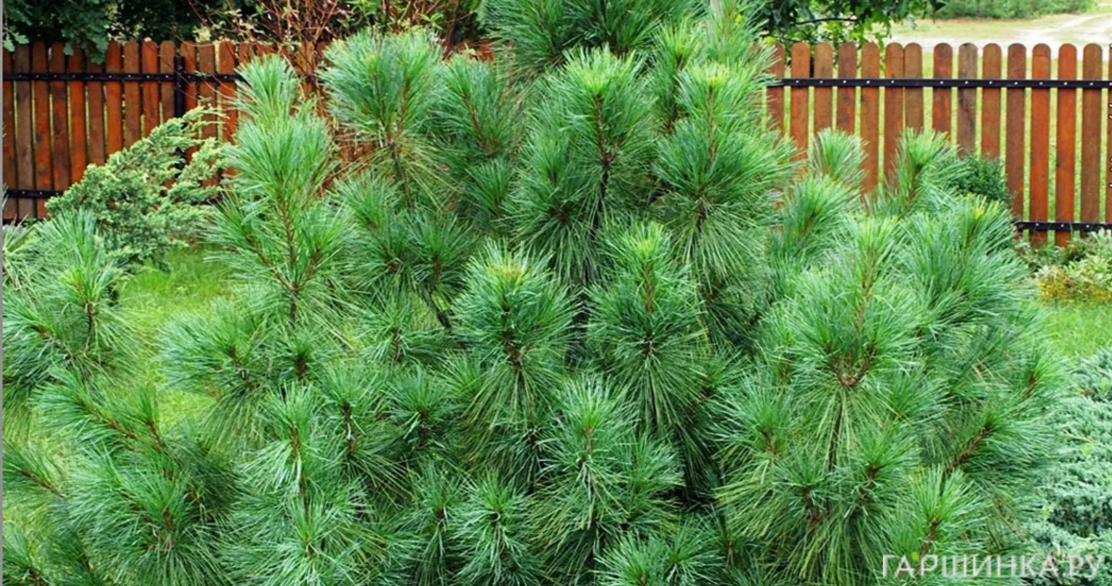 Сосна Веймутова Радиата