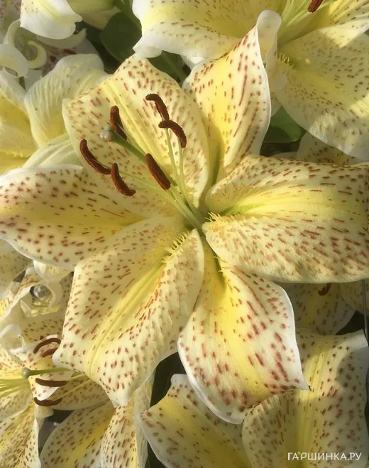 Лилия Тайгермун восточная