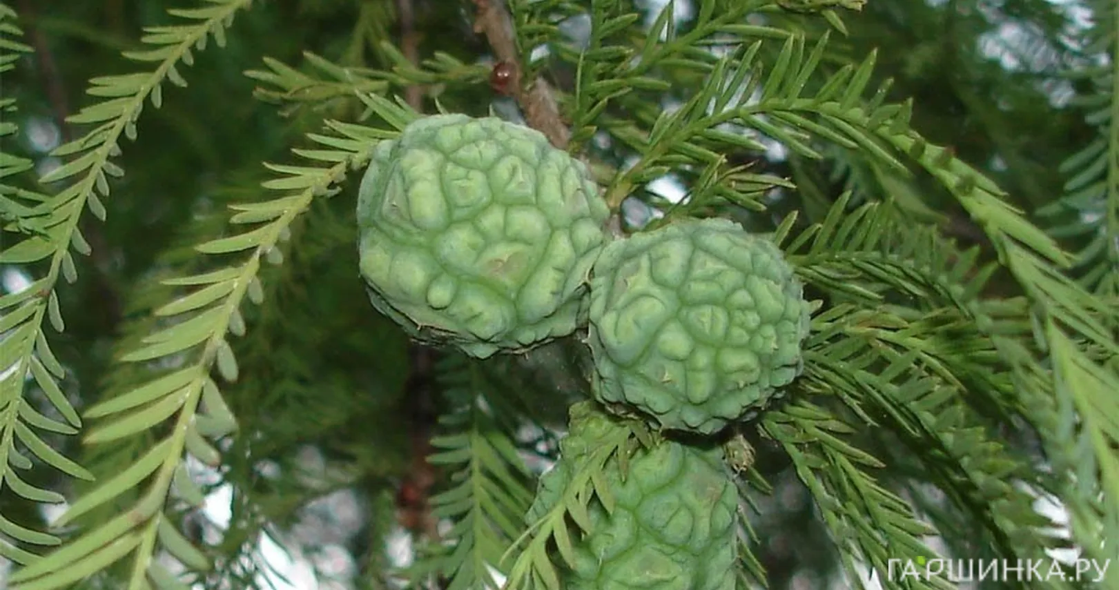 Таксодиум двурядный