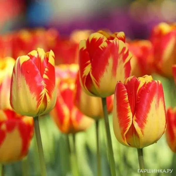 Тюльпан Баня Лука Дарвина 5шт