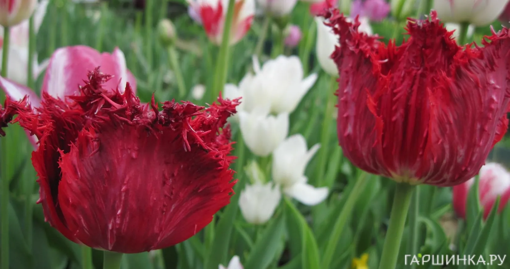 Тюльпан Барбадос бахромчатый 5шт