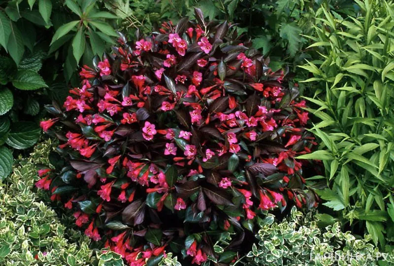 Вейгела Александра