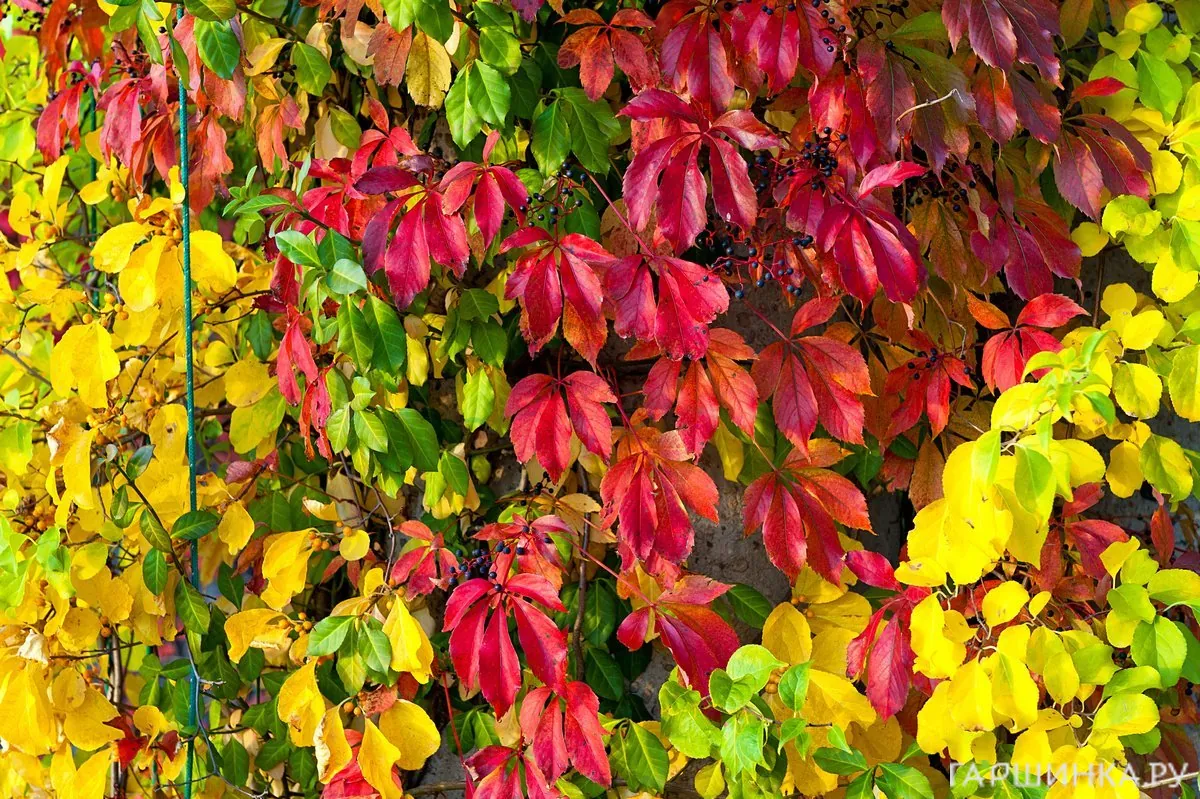 Девичий виноград